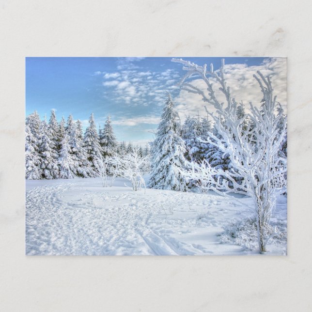 Carte Postale Belle Forêt de Neige d'hiver (Devant)
