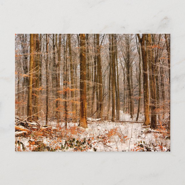 Carte Postale Belle forêt d'hiver avec neige (Devant)
