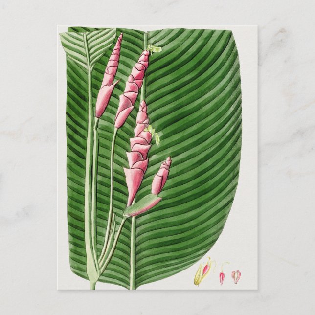 Carte Postale Belle illustration botanique Vintage (Devant)