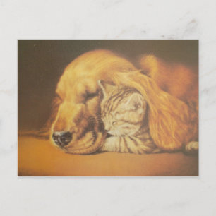 Carte Postale Belle Impression d'Art de Chat et Chien Amazing qu