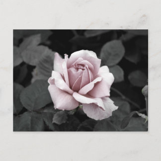 Carte Postale Belle impression rose pâle