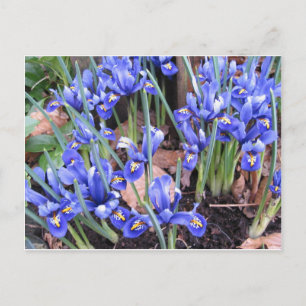 CARTE POSTALE BELLE IRIS