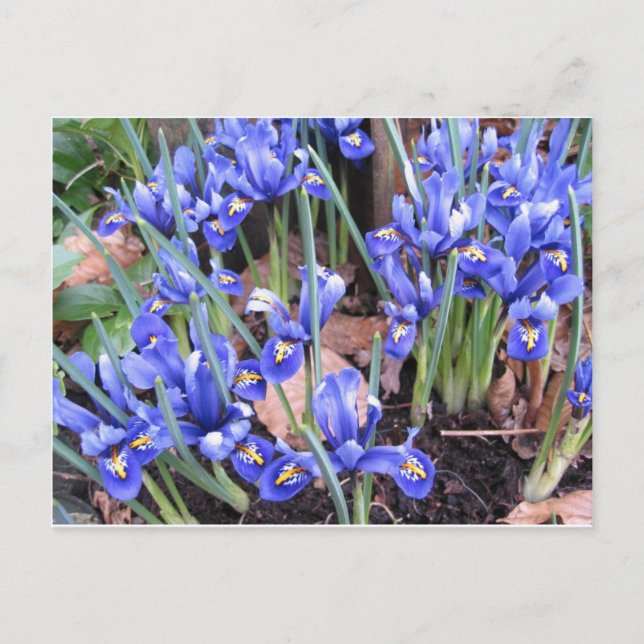 CARTE POSTALE BELLE IRIS (Devant)