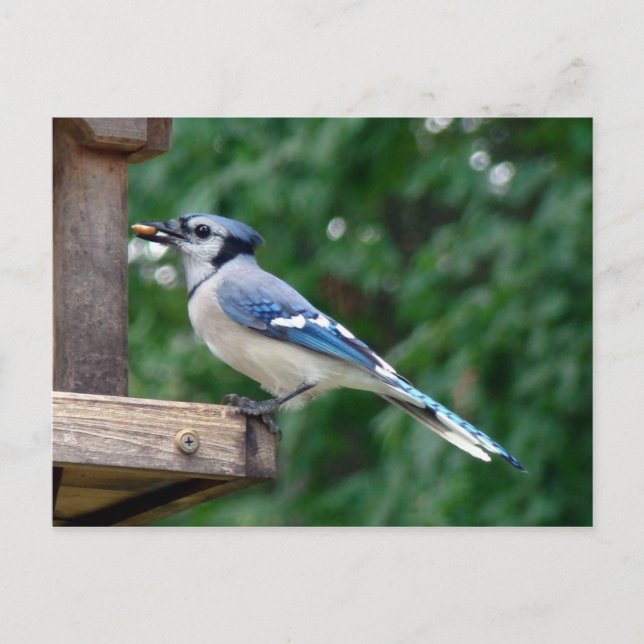 Carte Postale Belle Jay Bleu (Devant)