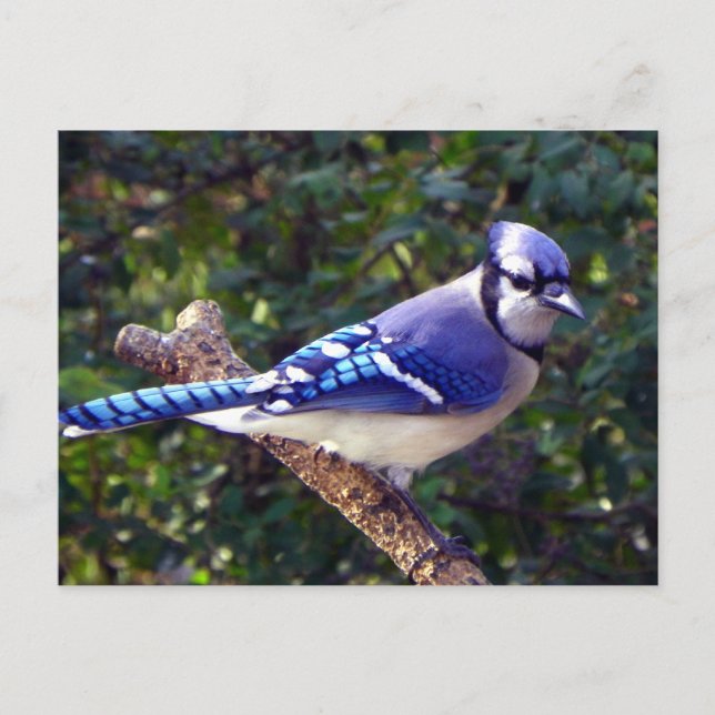 Carte Postale Belle Jay Bleu (Devant)