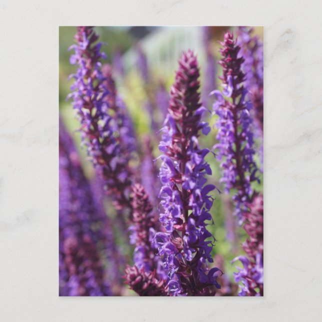 Carte Postale Belle Lavande violette Flower (Devant)