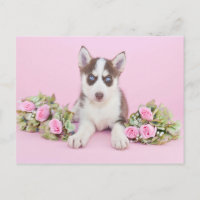 Belle marionnette Husky aux roses roses roses