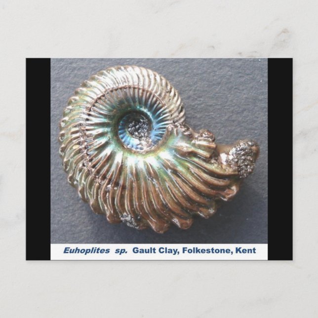 Carte Postale Belle nacre à l'ammonite fossile (Devant)