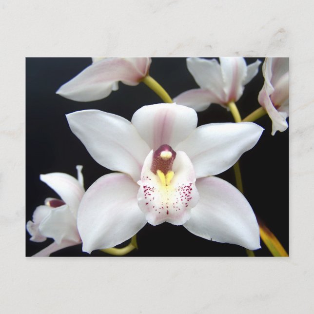 Carte Postale Belle orchidée (Devant)