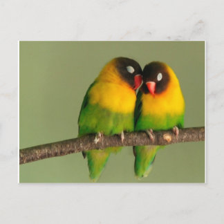 Carte Postale Belle paire de Lovebirds