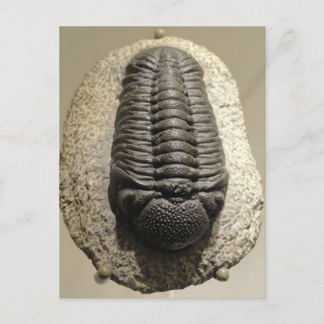 Carte Postale Belle Phacops trilobite photo fossile (Devant)