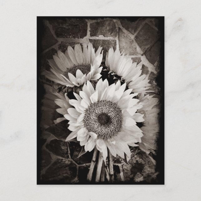 Carte Postale Belle photo de bouquet de tournesol en noir et bla (Devant)