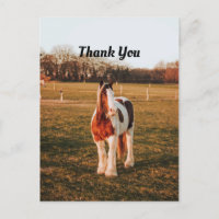 Belle photo de cheval de trait paint brun Merci