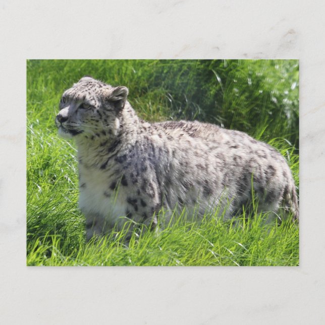 Carte Postale Belle photo de léopard des neiges (Devant)
