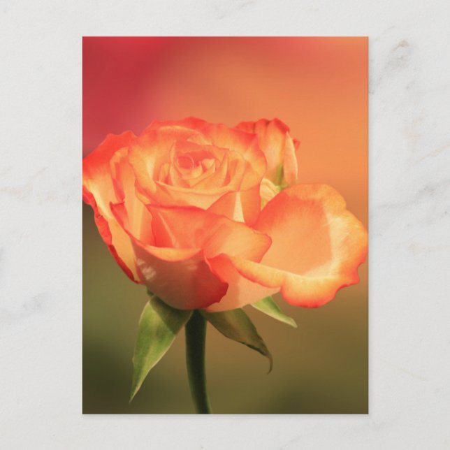 Carte Postale Belle photo de Rose romantique (Devant)