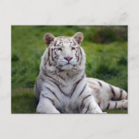 Belle photo de tigre blanc