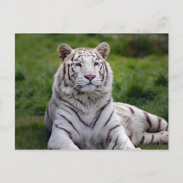 Carte Postale Belle photo de tigre blanc (Devant)