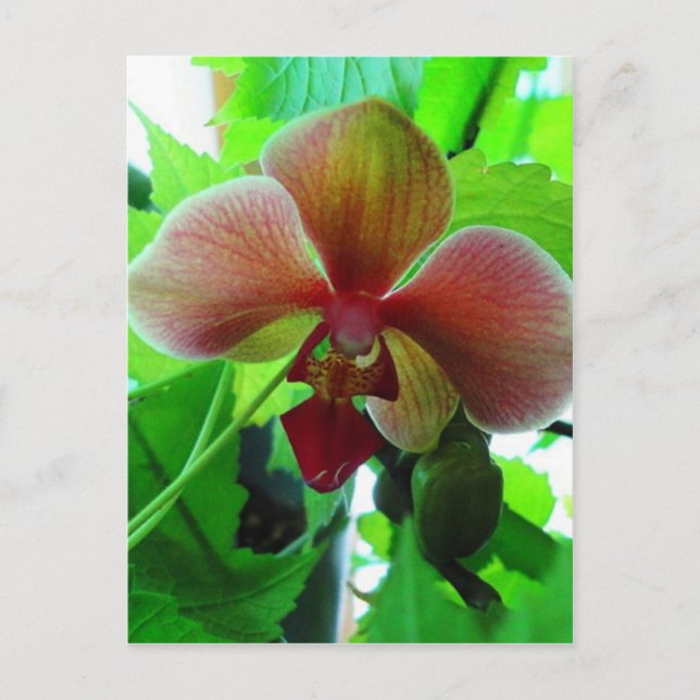 Carte Postale Belle photo d'orchidée exotique (Devant)