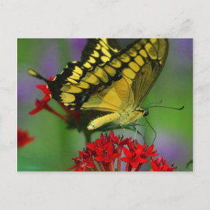 Carte Postale Belle photo Monarch Butterfly