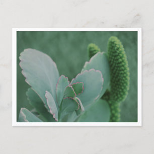 Carte Postale Belle photographie d'art de plante du désert