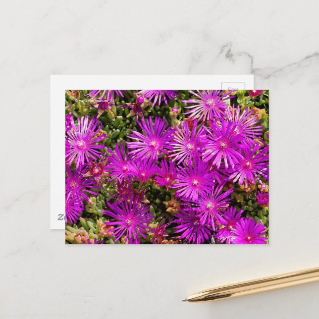 Carte Postale Belle Plante de glace violet Fleurs (Devant/Arrière en situation)