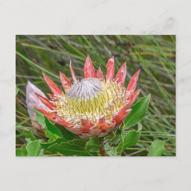 Carte postale - Belle Protea au Cap (Devant)