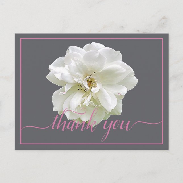 Carte Postale Belle Rose blanche Couleur fond Merci chic (Devant)