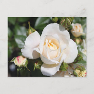 Carte Postale belle rose blanche fleur. amour et romance