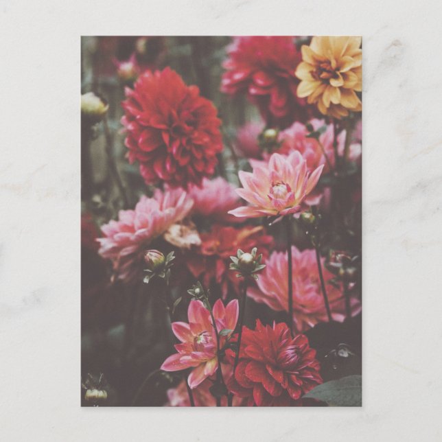 Carte Postale Belle rose Fleurs d'automne Beaux art Photographie (Devant)