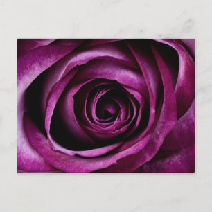 Carte Postale Belle Rose violette Fleur Pétales Fille Cadeaux