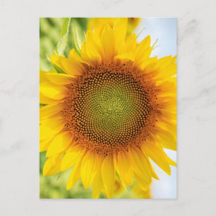 Carte Postale Belle Tournesol avec Helen Keller Citation