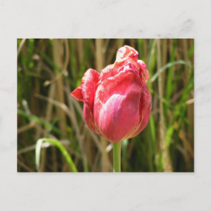 CARTE POSTALE BELLE TULIP