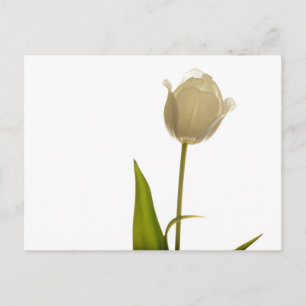 Carte Postale Belle tulipe blanche sur arrière - plan blanc
