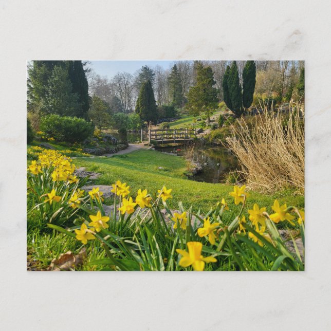 Carte Postale Belles Daffodiles de printemps (Devant)