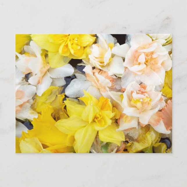 Carte Postale Belles daffodiles de printemps photo flottant sur  (Devant)