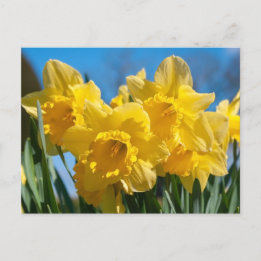 Carte Postale Belles Daffodiles Jaunes