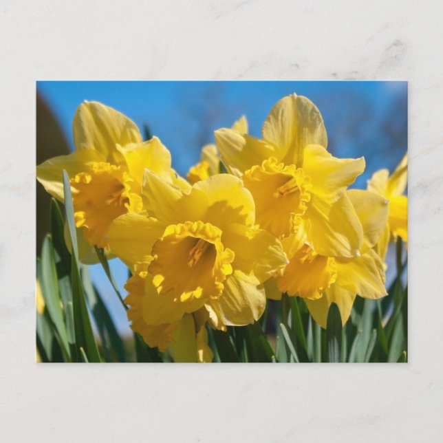 Carte Postale Belles Daffodiles Jaunes (Devant)