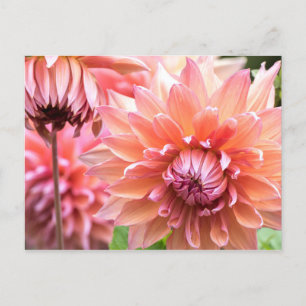 Carte Postale Belles Dahlias Roses