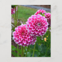 Belles dahlias roses en pleine floraison
