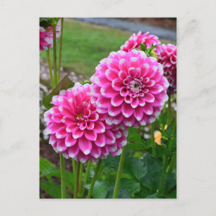Carte Postale Belles dahlias roses en pleine floraison