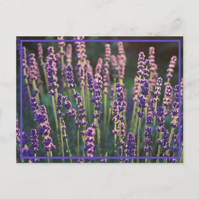 Carte Postale Belles Fleurs de Lavande Lumineuses (Devant)