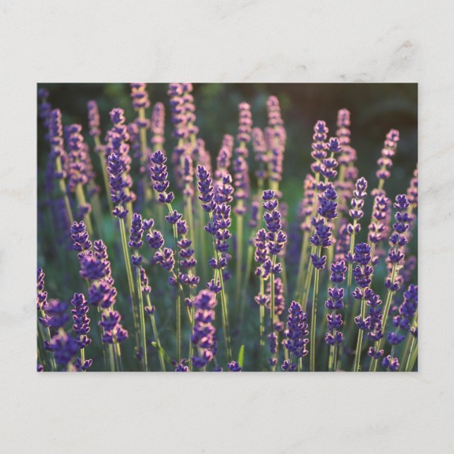 Carte Postale Belles Fleurs de Lavande Lumineuses (Devant)