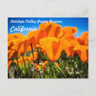 Carte Postale Belles fleurs de pavot orange dans un champ