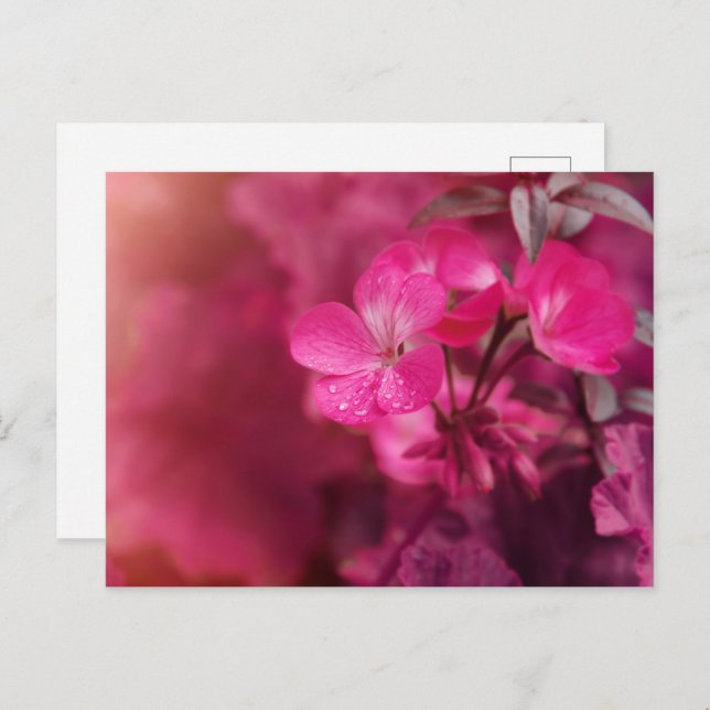 Carte Postale Belles fleurs de printemps (Devant / Derrière)