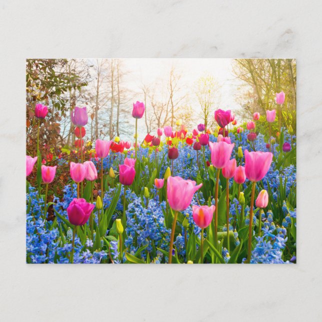 Carte Postale Belles fleurs de printemps - Tulipes et Hyacinth (Devant)