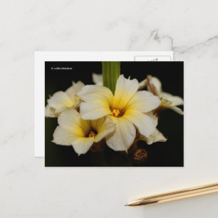 Carte Postale Belles fleurs de satin sur fond noir