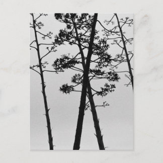 Carte Postale Belles fleurs de tiges