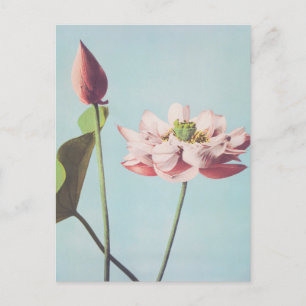 Carte Postale Belles impressions photomécaniques de fleurs Lotus