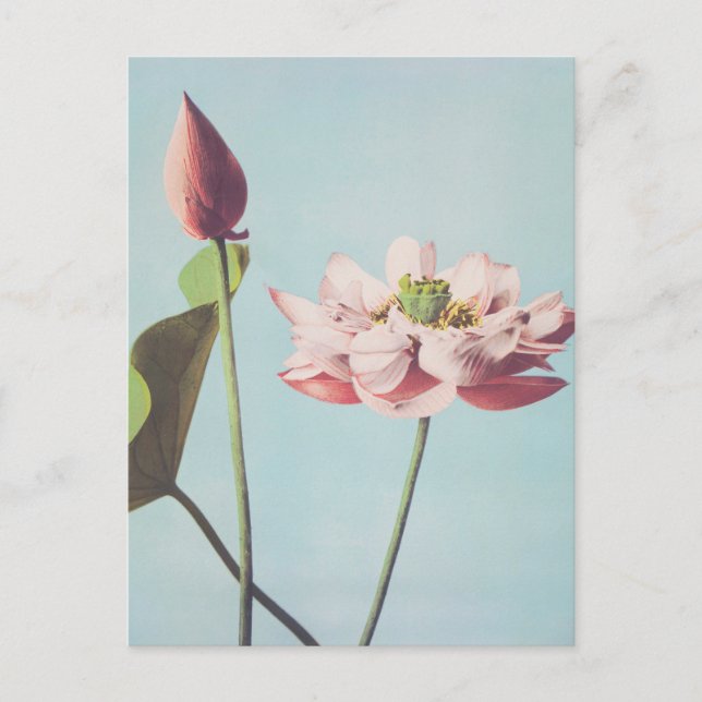 Carte Postale Belles impressions photomécaniques de fleurs Lotus (Devant)