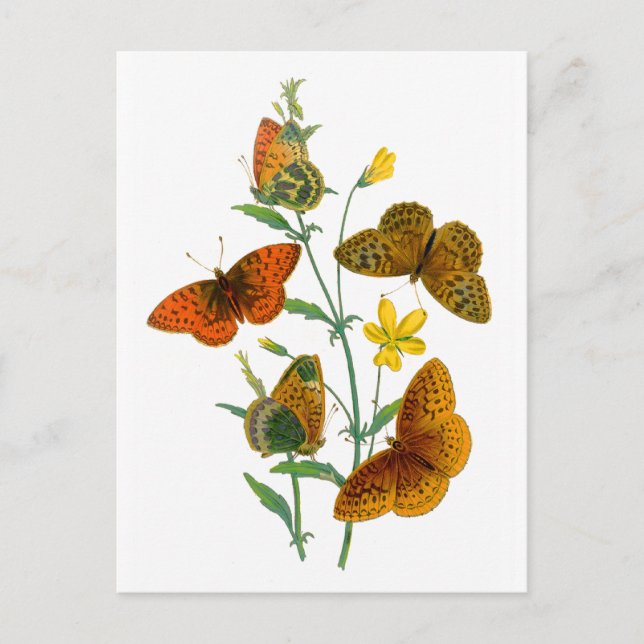Carte Postale Belles papillons (Devant)